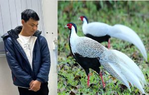 vụ án gà lôi trắng